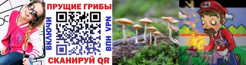 Псилоцибиновые грибы Cubensis  Гаджиево 